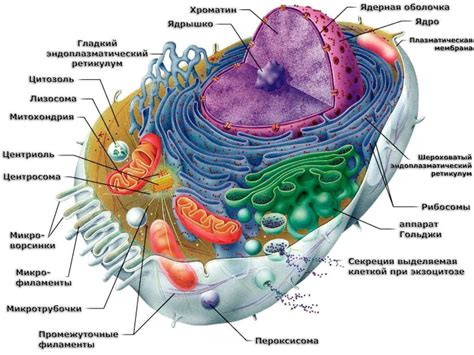 Основные органеллы: ядро, митохондрии, лизосомы