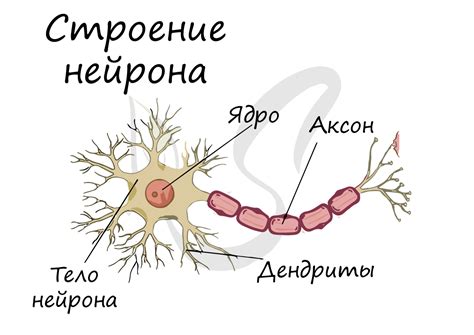 Основные понятия нейрона в биологии