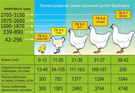 Основные принципы кормления бройлеров