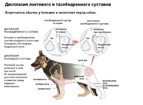 Основные причины боли у овчарок