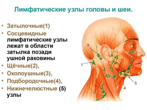 Основные причины воспаления лимфоузлов на затылке