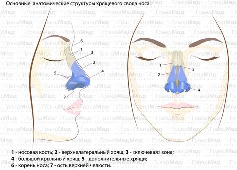 Основные причины пересыхания носа