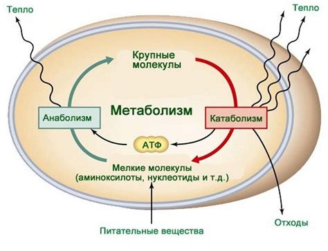 Основные процессы жизни: метаболизм и репродукция