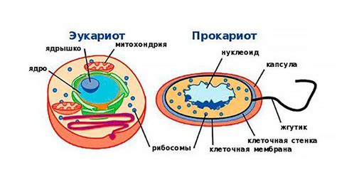 Основные различия между прокариотами и эукариотами