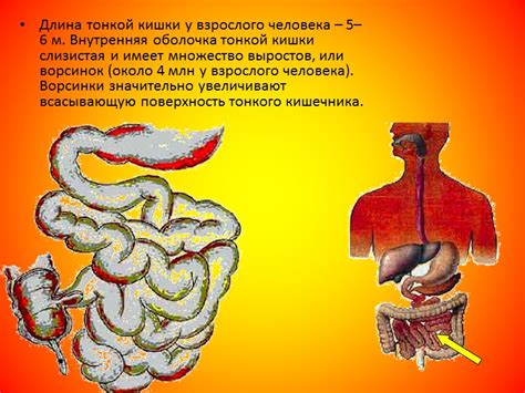 Основные свойства и важность клеток желудочных желез