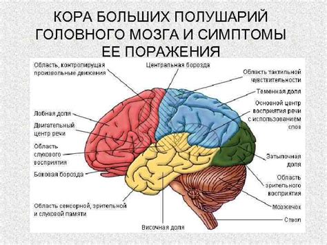 Основные симптомы вазогенных очагов полушарий головного мозга