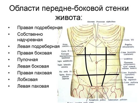 Основные симптомы проблем с органами в области живота