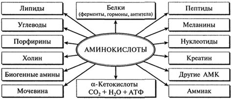 Основные функции аминокислот