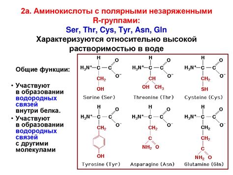 Основные функции аминокислот для организма