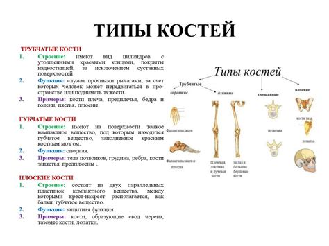 Основные функции компактного вещества костей