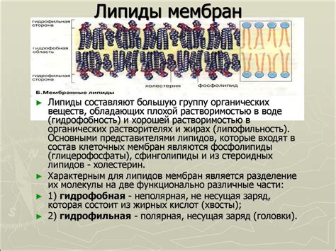 Основные функции липидов