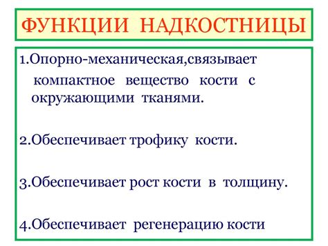 Основные функции надкостницы