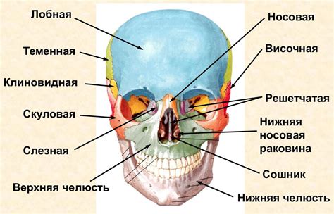 Основные функции черепа