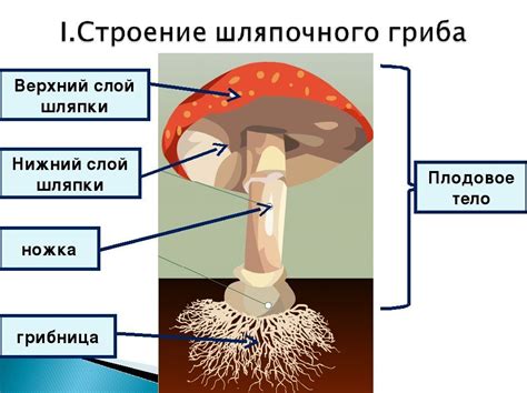 Основные характеристики гриба на осине