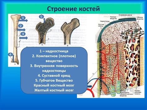 Основные черты строения компактного вещества костей