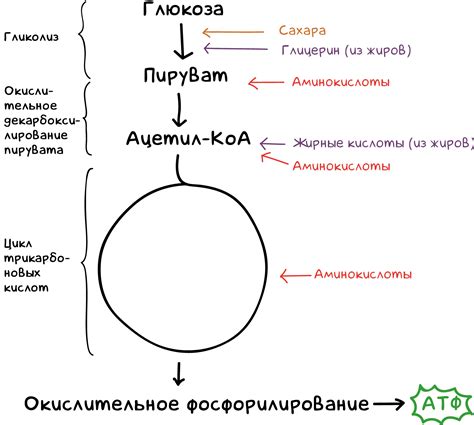 Основные этапы расщепления на глицерин и жирные кислоты