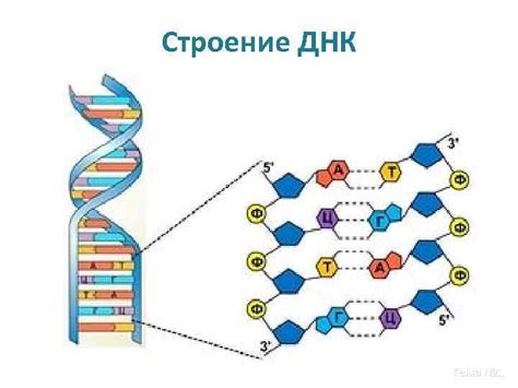 Основы генетической двойни