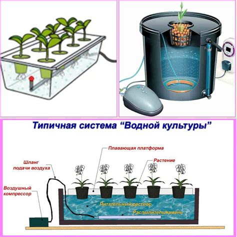 Основы гидропоники в домашних условиях