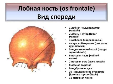 Особенности анатомии правой лобной доли