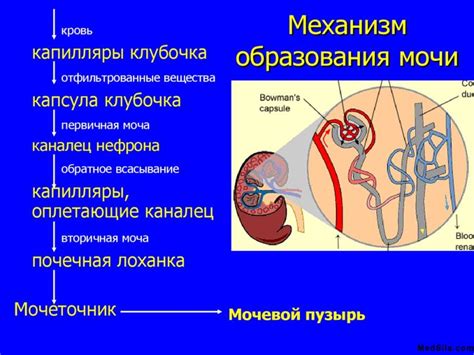 Особенности и значимость анализа первичной мочи и плазмы крови