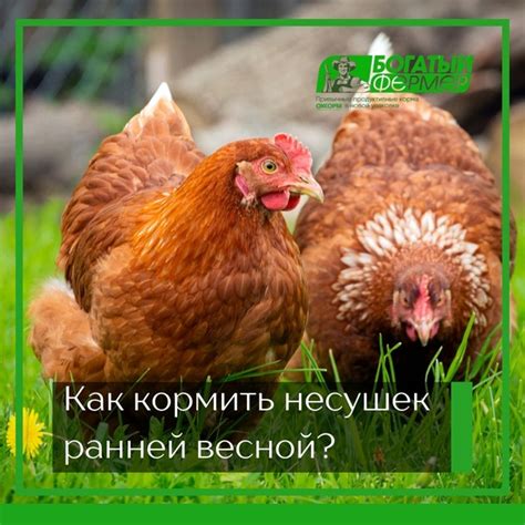 Особенности кормления кур в различных возрастных группах