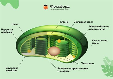 Особенности наличия хлоропластов в растительных клетках