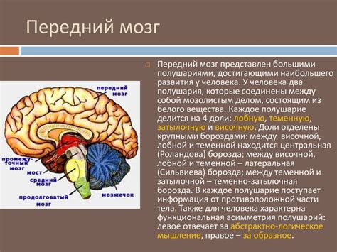 Особенности переднего мозга