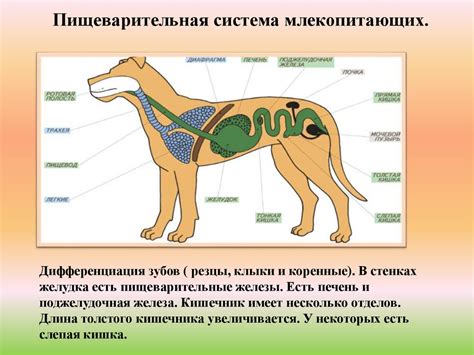 Особенности пищеварительной системы двухнедельного котенка