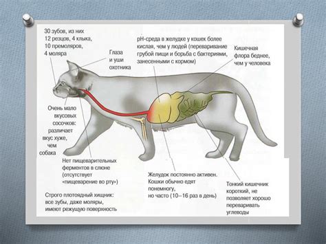 Особенности пищеварительной системы кошек