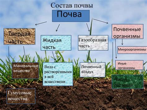 Особенности почвы и ее состава