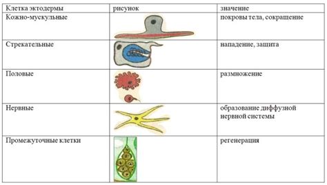 Особенности промежуточной клетки