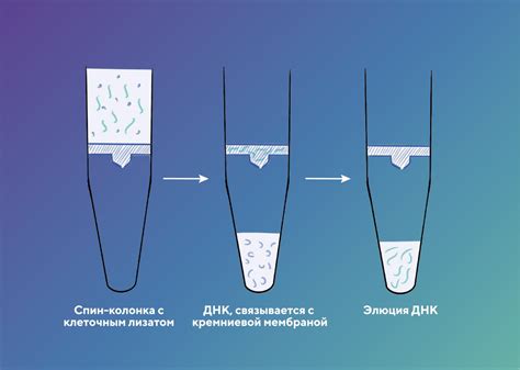 Особенности процесса выделения ДНК из крови