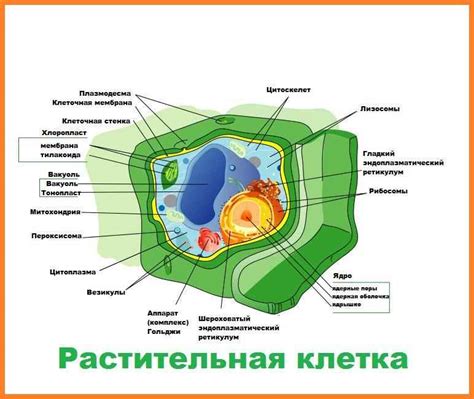 Особенности размеров клеток растений