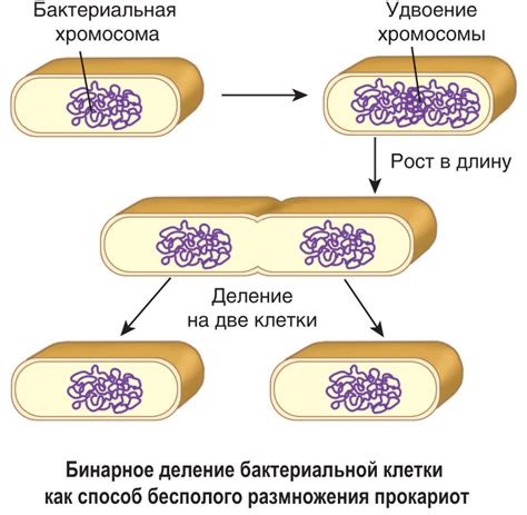 Особенности размножения