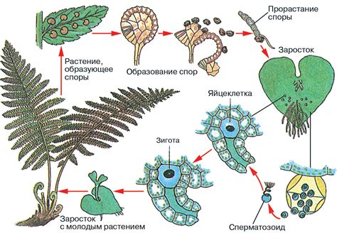 Особенности размножения и воспроизводства