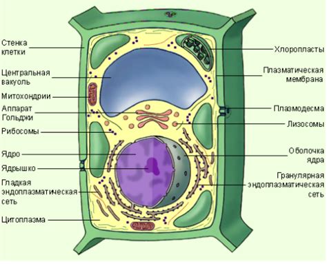 Особенности растительной клетки