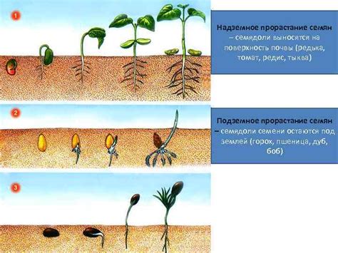 Особенности роста и размножения