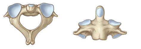 Особенности строения второго шейного позвонка