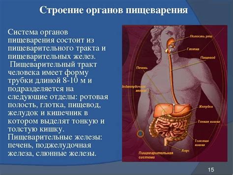 Особенности строения и функции основных органов человека