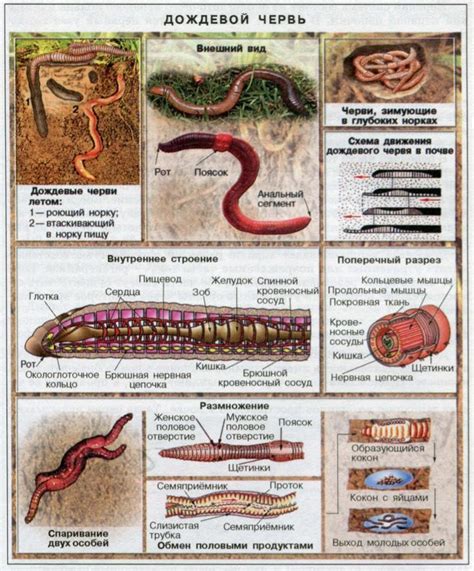 Особенности строения и функционирования дождевого червя