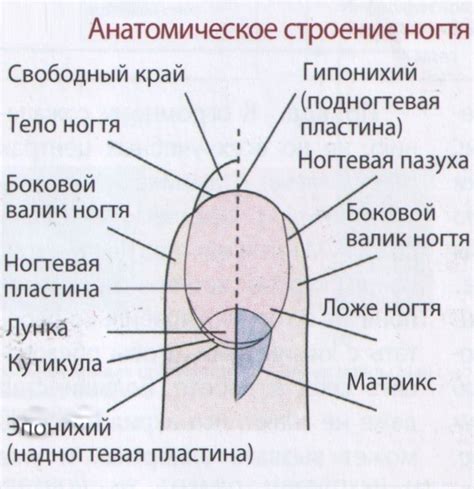 Особенности строения ног