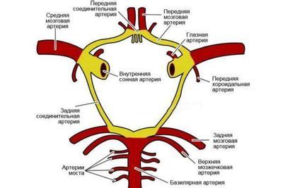 Особенности структуры и функции виллизиева круга