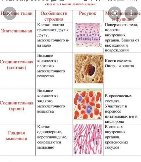 Особенности тканей животных