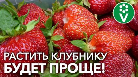 Особенности ухода за неремонтантной клубникой