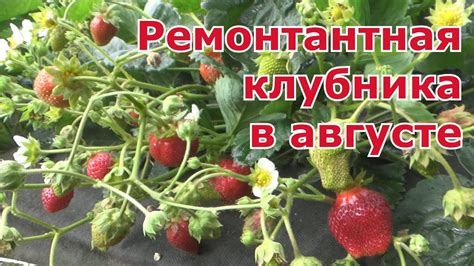 Особенности ухода за ремонтантной клубникой