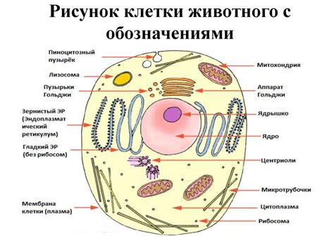 Особенности форм клеток животных