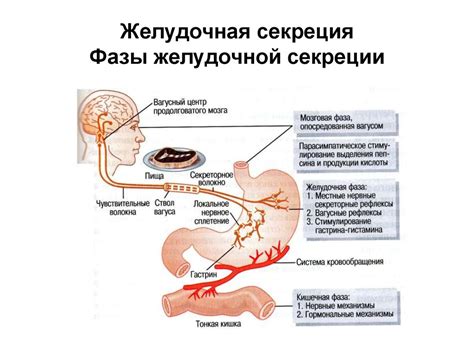 Особенности функционирования желудочной секреции при астеническом типе