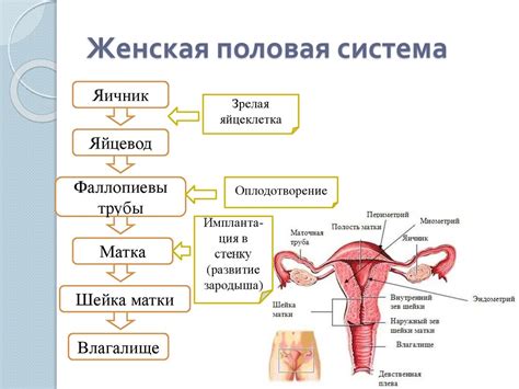 Остеопороз и женская половая система