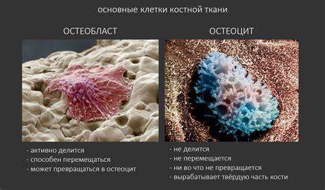 Остеоциты и остеобласты