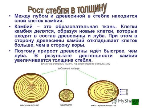 Ответные реакции клеток в стебле подсолнухов